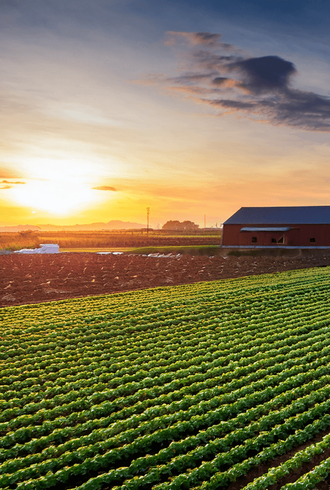 vegetables fields